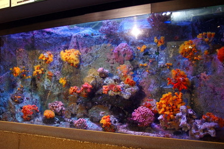 淡島水族館 サンゴの水槽