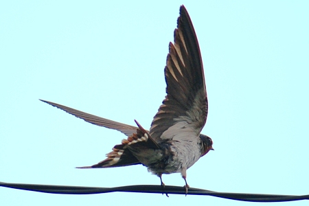 ツバメが飛び立つ瞬間