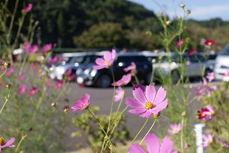 秋桜とＭＩＮＩ
