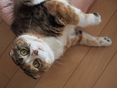 ん、何かようですか?