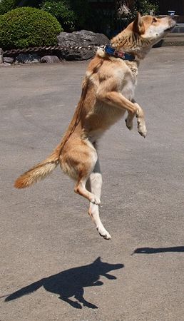 犬モモジャンプ