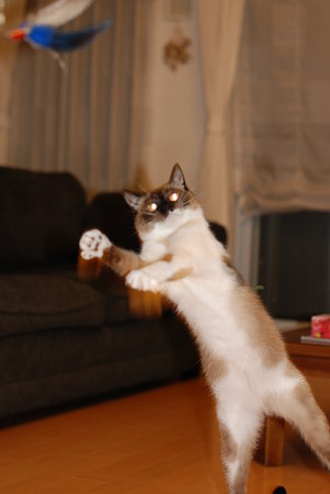 キャッチするニャー!