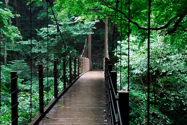 Photos: 雨に濡れた吊り橋を＾＾