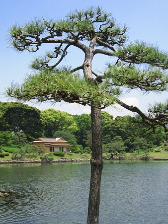 浜離宮恩賜庭園