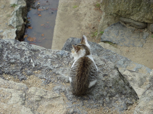 姫路城の猫 写真共有サイト フォト蔵