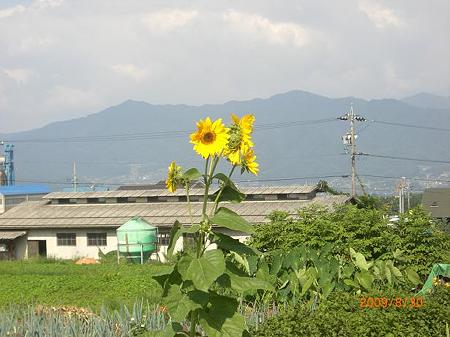 まだ向日葵が咲いています