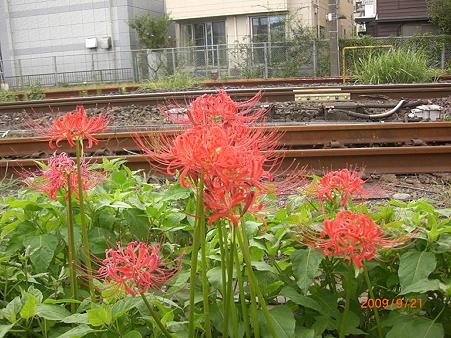 鎌倉駅線路ぎわの彼岸花