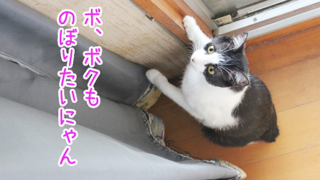 ボクも