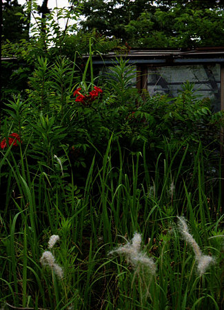 Image0640(OLYMPUS PEN F)