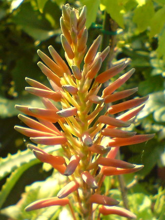 Gold Tooth Aloe