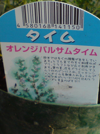Orange Balsam Thyme