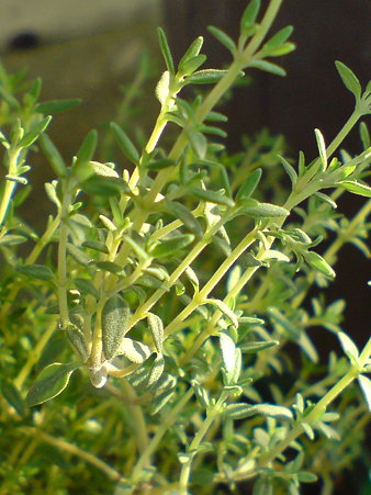 Orange Balsam Thyme