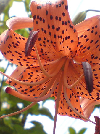 Tiger lily