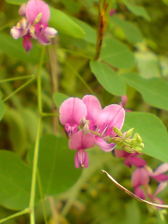 Shrubby Bush-Clover