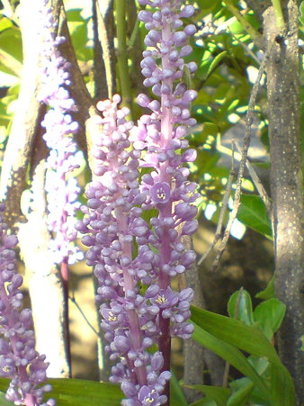Big blue lilyturf