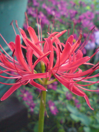 Red Spider Lily