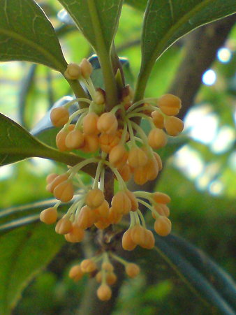 Fragrant Olive