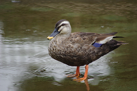 IMGP0305