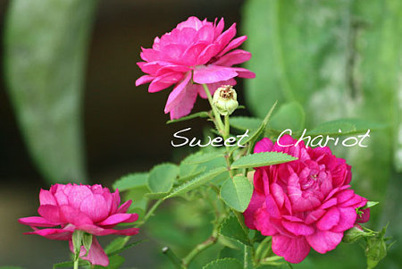 Sweet　Chariot_5