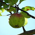 Apple Tree 9-6-09