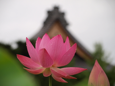 信濃国分寺の蓮５