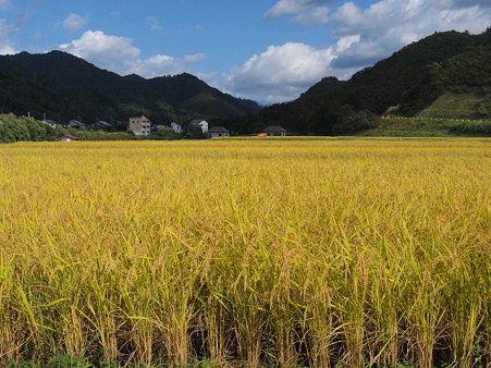 魚沼の風景