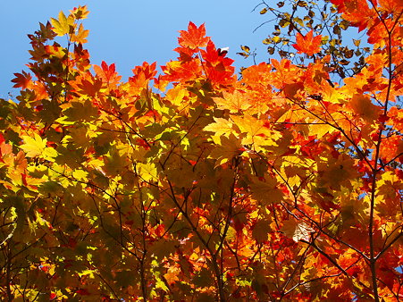 阿寒の紅葉