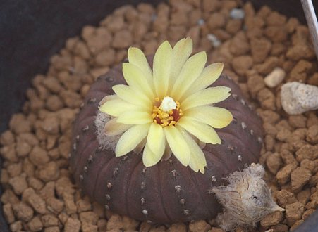 Frailea asteroides var. backebergii