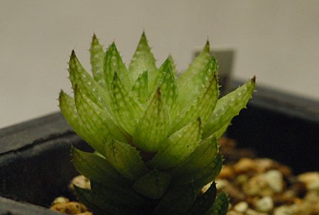 H. reticulata v.hurlingii