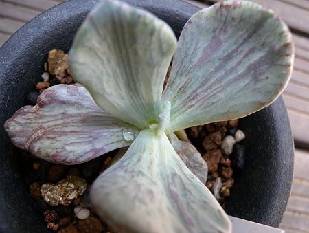 Echeveria cv. Jocelyns Joy