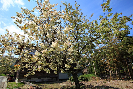 白鷹町高玉　緑の桜御衣黄