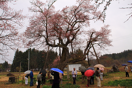 置賜さくら回廊　十二桜