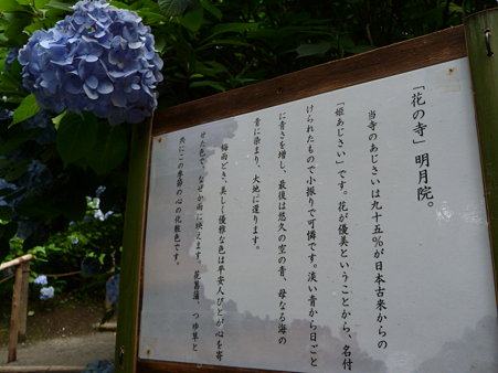 090625-明月院 (24)