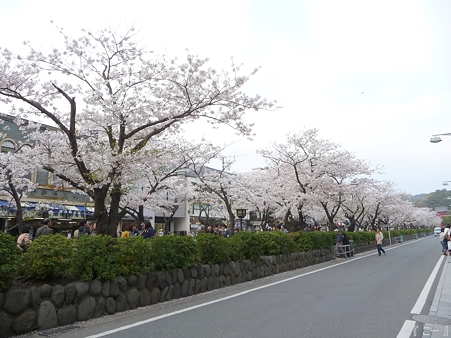 110411-鎌倉 段葛 (24)