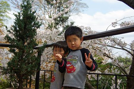 桜(3)