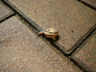 デンデン