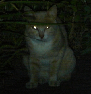 闇夜に2