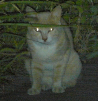 闇夜に3