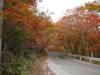 紅葉2