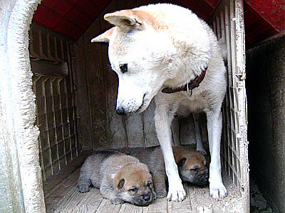 親犬の背中に子犬を乗せて ボクは山陰柴犬のリキです