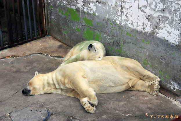 白熊の昼寝　カドリードミニオン