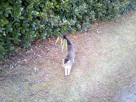 猫の手貸します。