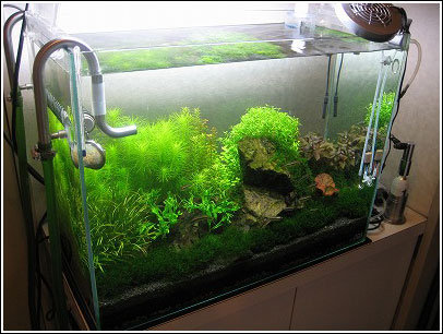 玄関開けるとこんな綺麗な水槽がお出迎え!