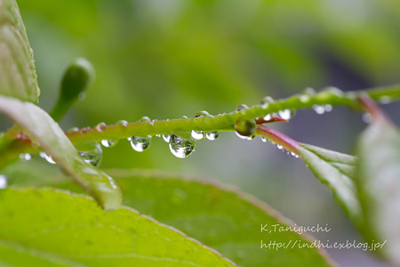水滴 DOS7D SP AF90mm F/2.8 Di MACRO 1:1 (Model272E)