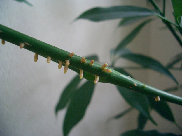 カポック シェフレラ アルボリコラ の茎 根っこが生えた 写真共有サイト フォト蔵