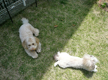 120514_koo_mira