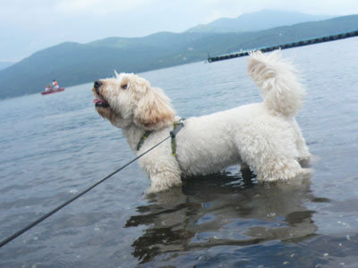 くーかい 山中湖に浸かる