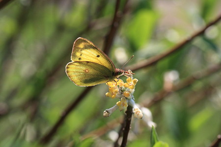 2012.05.11　和泉川　ミツマタにモンキチョウ