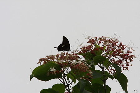 2009.08.01 和泉川 クサキの花にモンキアゲハ-3