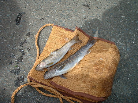 2005.05　白布　科織の魚籠
